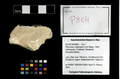 Foto (Objekt + Etikett) von Pithonoton marginatum (von Meyer, 1842)  (NHMW-GEO-2014-0194-0864)